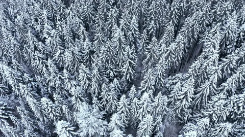 Winter forest in the mountains. evergreen trees. Stock Footage 147199807