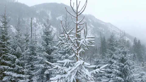 Winter forest in the mountains with falling snow, winter holidays in Zakopane Stock Footage 297785897