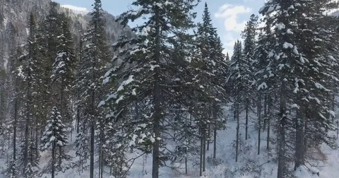 Winter forest in mountains Stock Footage 72627859