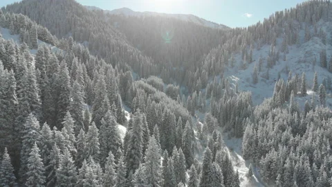 Winter forest in the mountains Stock Footage 144387854