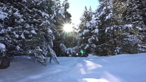Winter forest in the mountains. Video stock 148079273