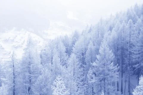 Winter forest in mountains 库存照片
