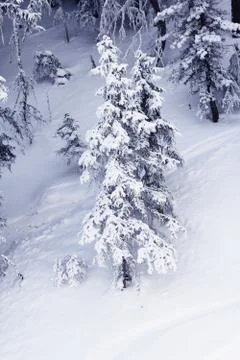 Winter forest in mountains Stock Photos