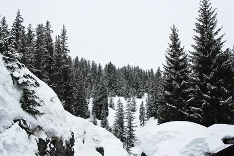 Winter Forest at the Mountains Stock-Fotos