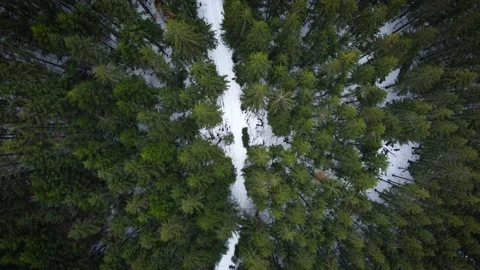 Winter forest in the mountains. spruce trees. top view. Видео 168738221