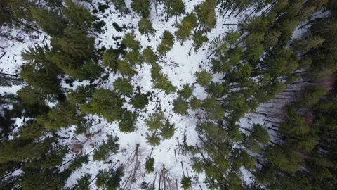 Winter forest in the mountains. spruce trees. top view. Stock Footage 169158722