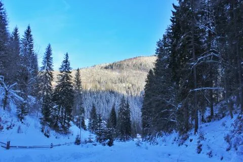Winter forest with mountains view Stock Photos