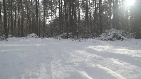 Winter forest. Moving camera over the snow. Ground level shot. Stock Footage 147886038