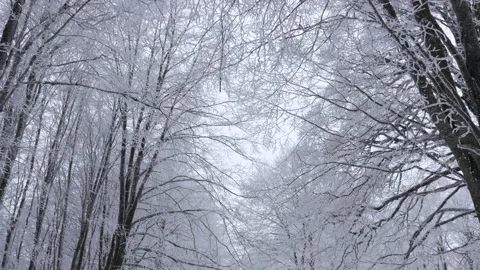Winter in forest moving video from ground to the sky 스톡 동영상 169563190