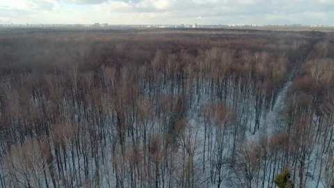 Winter. forest. naked trees. chimney. smoke. aerial. 11190303163354 Video stock 111981018