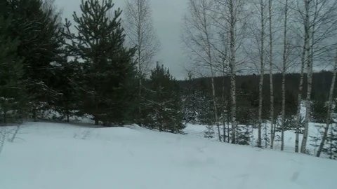 Winter forest on a nasty cold day view Stock Footage 77079153