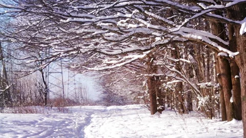 Winter Forest Nature Background Stock Footage 98943392