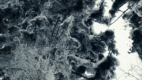 Winter forest nature Video stock 86437519