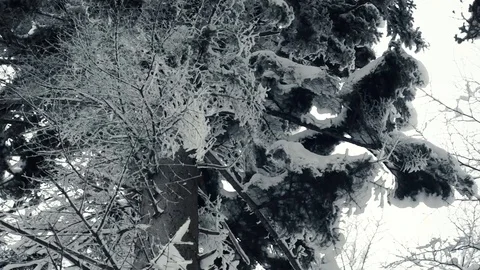 Winter forest nature Video stock 86437550