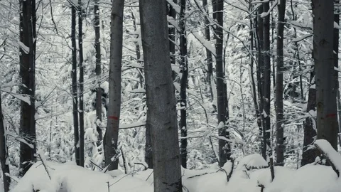 Winter forest nature Video stock 86437610