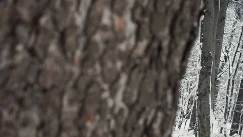 Winter forest nature Video stock 86437646