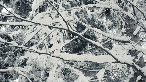 Winter forest nature Video stock 86437689