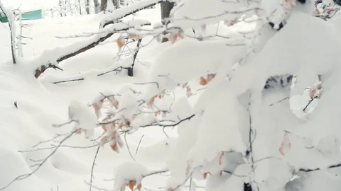 Winter forest nature Video stock 86437725