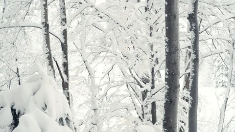 Winter forest nature Video stock 86437742