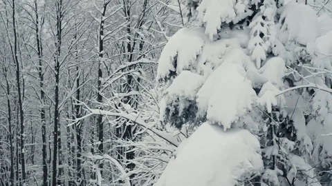 Winter forest nature Video stock 86437754