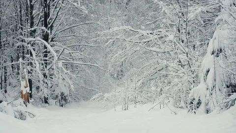 Winter forest nature Video stock 86437786
