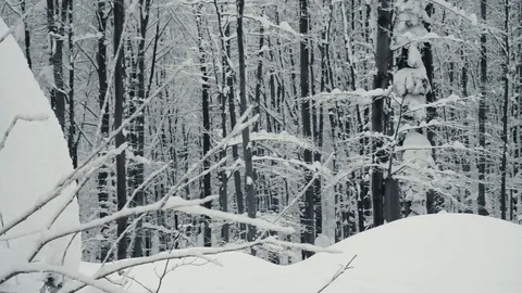 Winter forest nature Video stock 86437828
