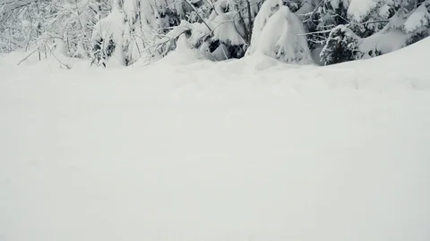 Winter forest nature Video stock 86437857