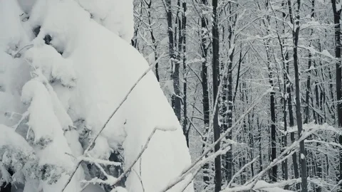 Winter forest nature Video stock 86437868