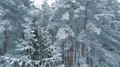 Winter Forest Nature Snow Covered Winter Trees Alpine Landscape Video stock 155991904