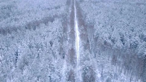 Winter Forest Nature Snow Covered Winter Trees Alpine Landscape Stock Footage 155992117