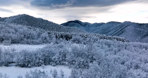 Winter Forest nature snow covered winter trees alpine landscape Stock Footage 201491585