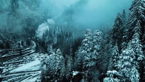 Winter Forest Nature Snow Covered Winter Trees Alpine. Video stock 259390144