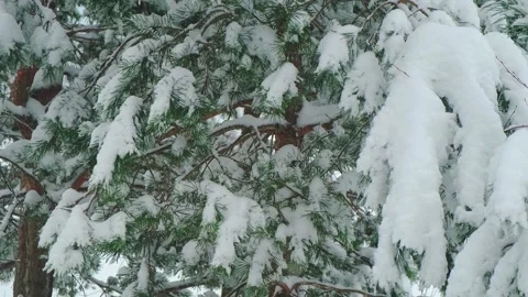 Winter forest nature view: pine tree needles in snow Vídeo Stock 320799076