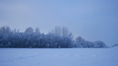 Winter forest near river. Steadicam shot Stock Footage 87445643