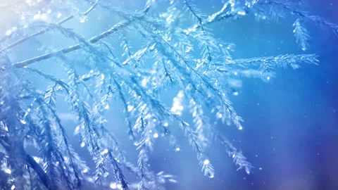 Winter Forest New Year's Background Stock Footage 117635089