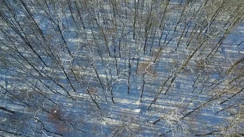 Winter forest with no leaves in the snow. Aerial view Stock-Footage 70646408