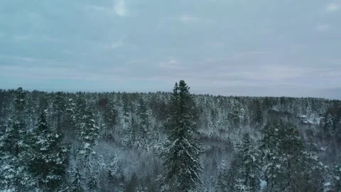 Winter forest in Norway Video stock 260268795