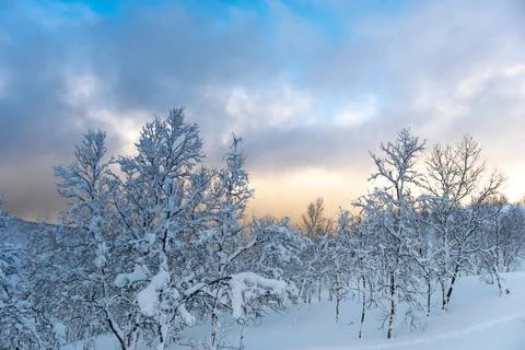 Winter forest in Norway Stock Photos
