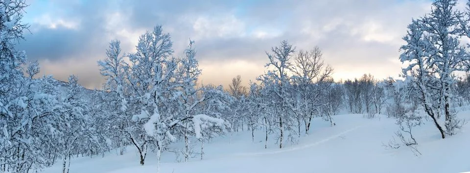 Winter forest in Norway Stock Photos