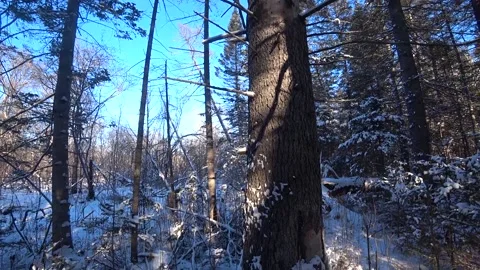 Winter forest with old big trees, snow in the forest Stock Footage 146967600