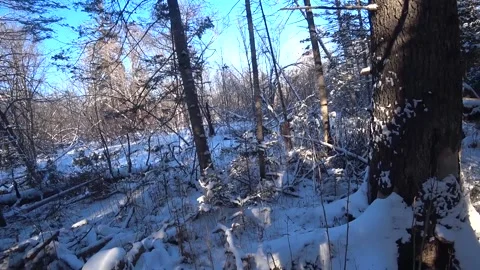 Winter forest with old big trees, sun shining through the trees Stock Footage 146967783