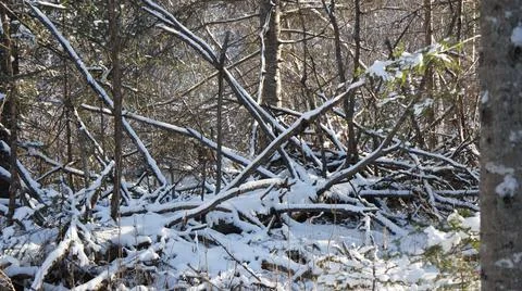 Winter forest, old fallen tree in the snow Stock Photos