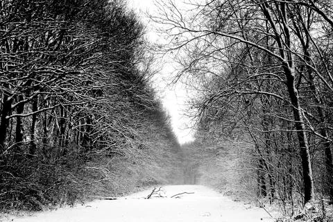 Winter Forest with Open Space and Branch in the Foreground Stock Photos