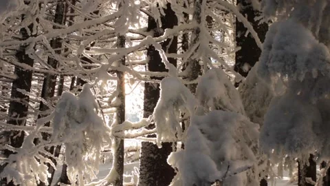 Winter forest, orange sun rays shining through the snowy trees 스톡 동영상 100988643