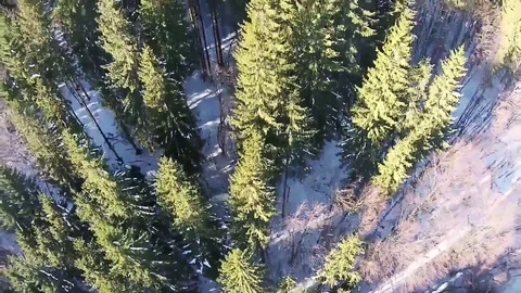 Winter Forest Overfly Video stock 71819679