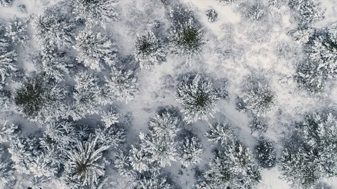 Winter Forest Overhead Stock Footage 88440901
