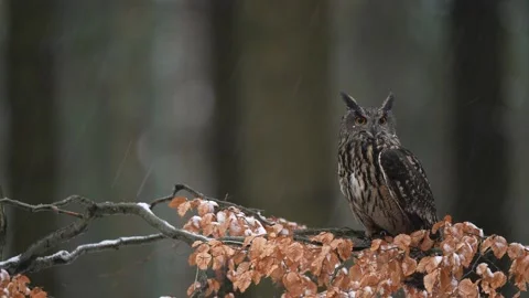 Winter forest with owl. Eurasian Eagle Owl, Bubo Bubo, sitting on the tree trunk Stockbeeldmateriaal 164314878