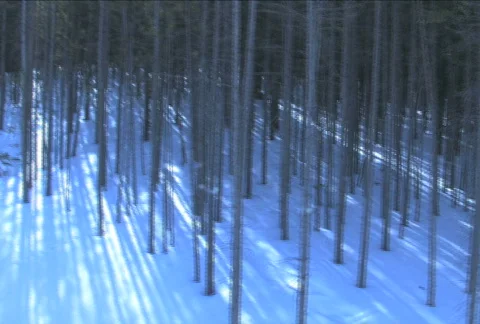 Winter Forest PAL Stock Footage 343238
