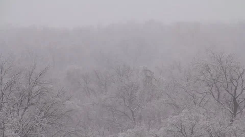Winter Forest pan Stock Footage 1001944