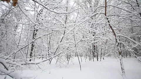 Winter Forest pan Stock Footage 1002243